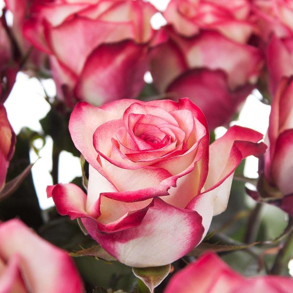 Premium Rose Paloma weiß/rosa XL Bild 1
