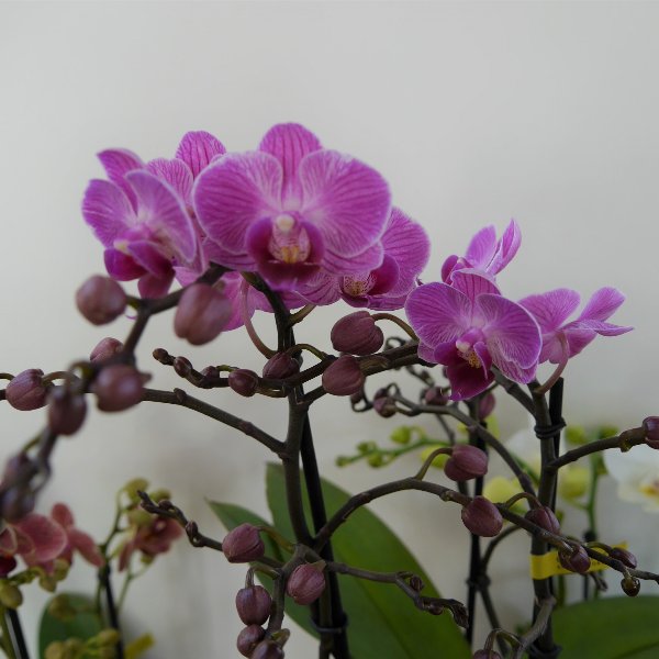 Orchidee 3 Risper Bild 3