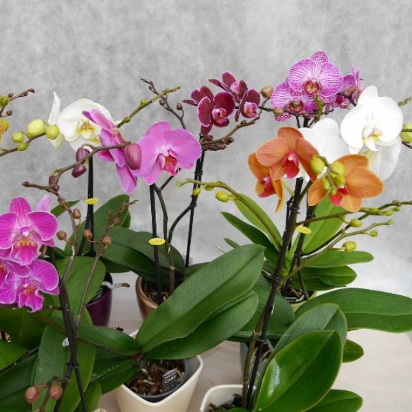 Orchidee 1 Risper Bild 2