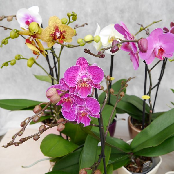 Orchidee 1 Risper Bild 3