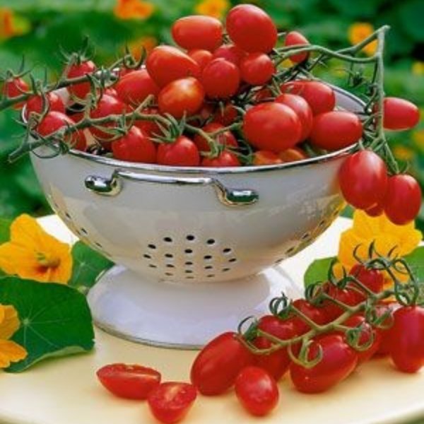 Pflaumen-Kirsch-Tomate Rot Bild 1