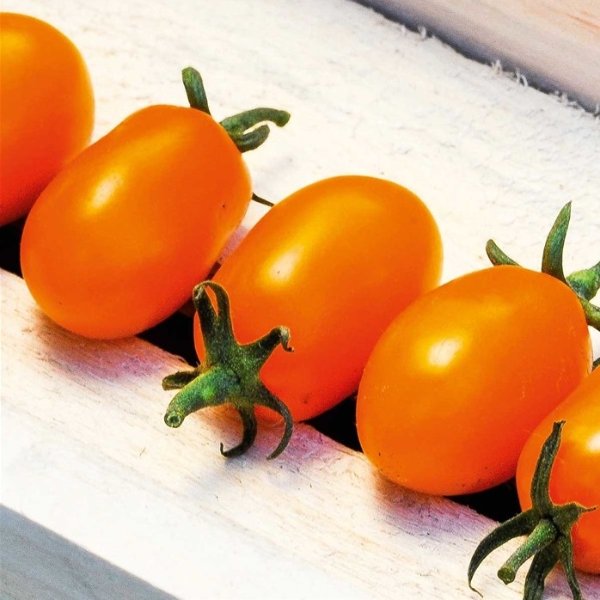 Pflaumen-Kirsch-Tomate Orange Bild 2
